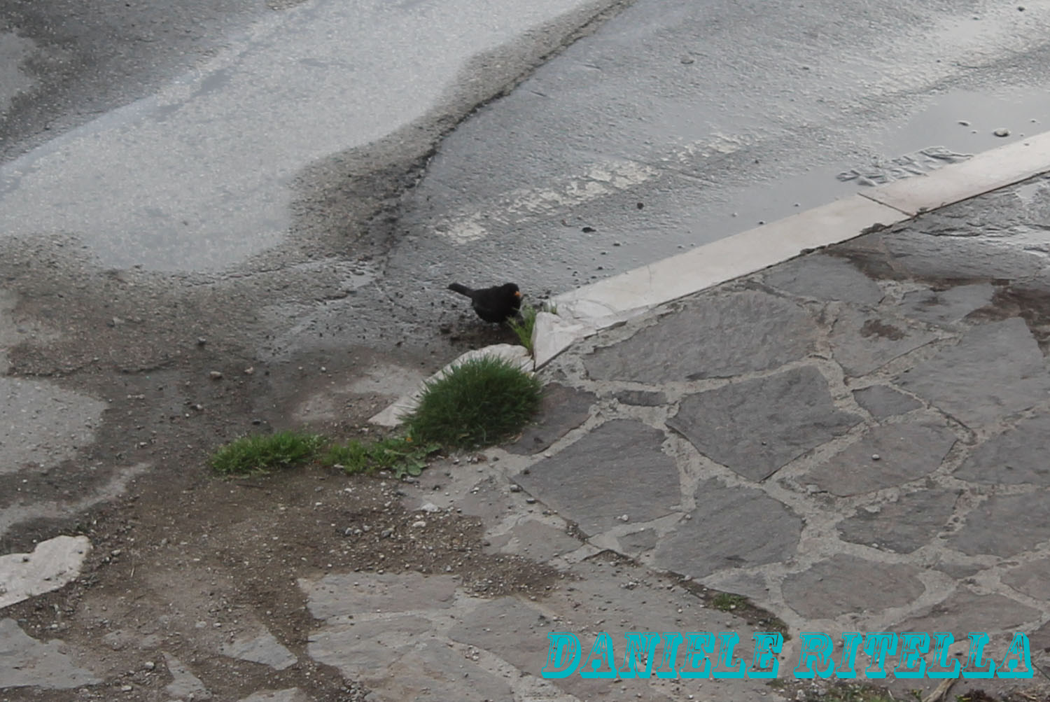 Appena piove...escono in cerca di vermetti!!!